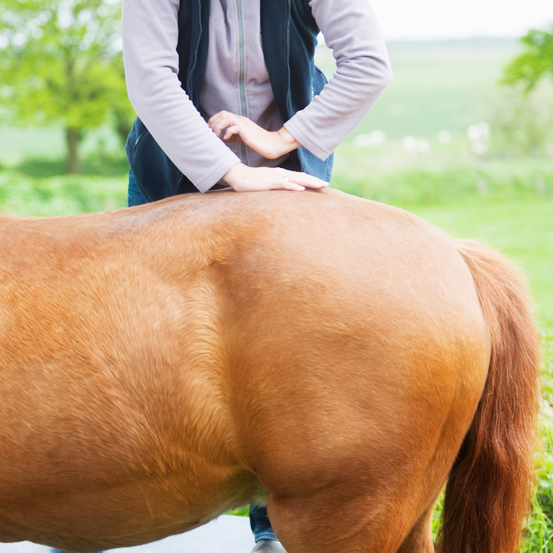 Studio pilates Catherine Anrys - Dynamisch bewegen voor mens & paard à Koksijde